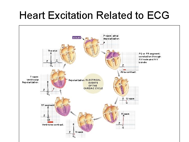 Heart Excitation Related to ECG START P wave: atrial depolarization P The end R