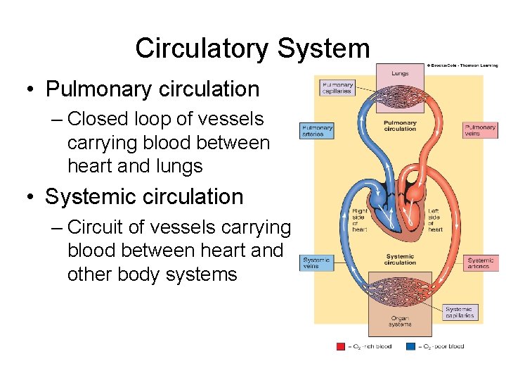 Circulatory System • Pulmonary circulation – Closed loop of vessels carrying blood between heart