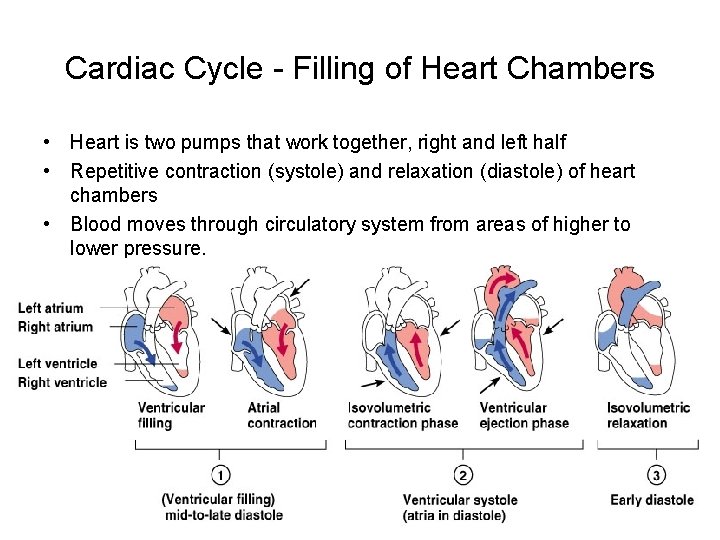 Cardiac Cycle - Filling of Heart Chambers • Heart is two pumps that work