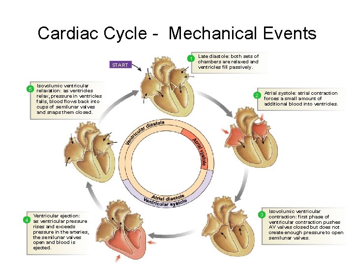 Cardiac Cycle - Mechanical Events 1 START 5 4 Isovolumic ventricular relaxation: as ventricles