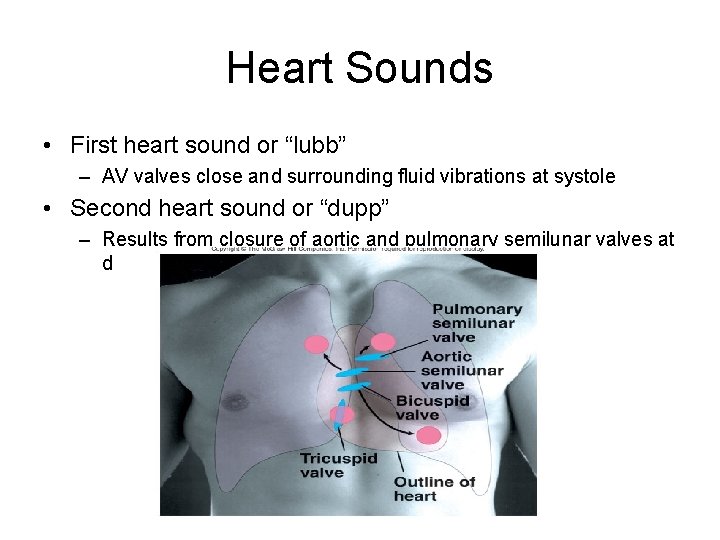 Heart Sounds • First heart sound or “lubb” – AV valves close and surrounding