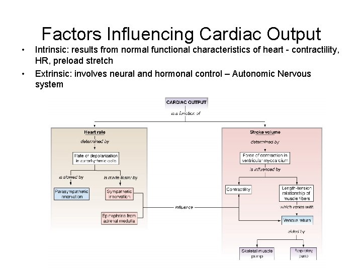 Factors Influencing Cardiac Output • • Intrinsic: results from normal functional characteristics of heart