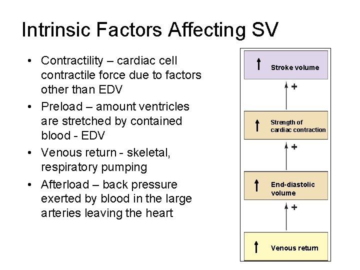 Intrinsic Factors Affecting SV • Contractility – cardiac cell contractile force due to factors