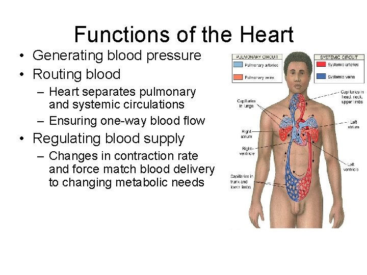 Functions of the Heart • Generating blood pressure • Routing blood – Heart separates