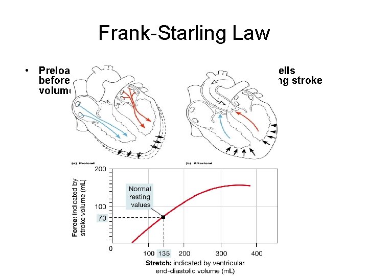 Frank-Starling Law • Preload, or degree of stretch, of cardiac muscle cells before they