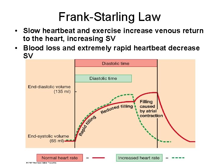 Frank-Starling Law • Slow heartbeat and exercise increase venous return to the heart, increasing