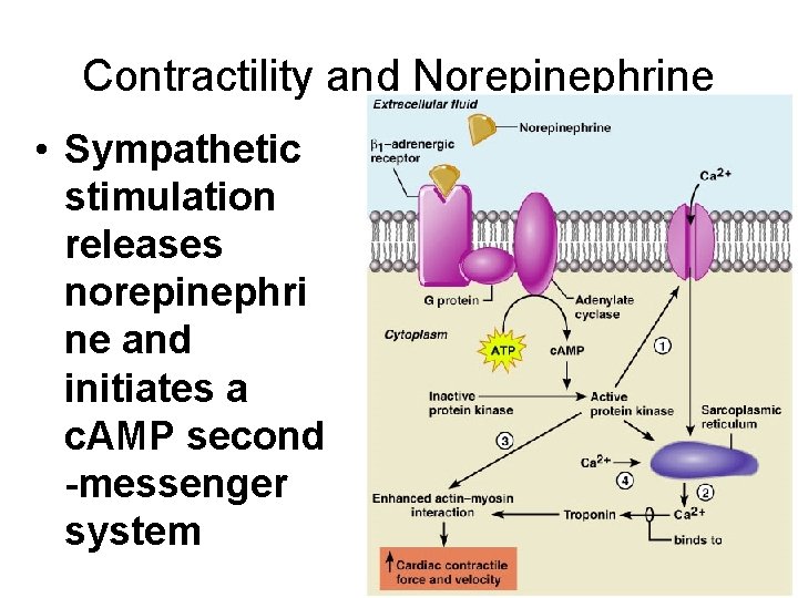 Contractility and Norepinephrine • Sympathetic stimulation releases norepinephri ne and initiates a c. AMP