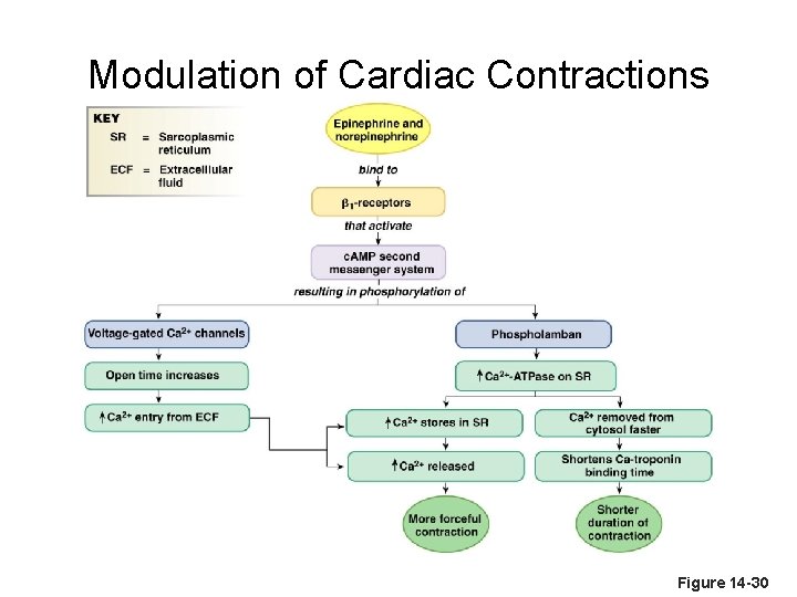 Modulation of Cardiac Contractions Figure 14 -30 