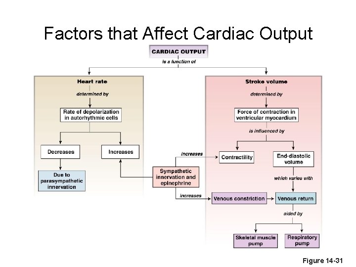 Factors that Affect Cardiac Output Figure 14 -31 