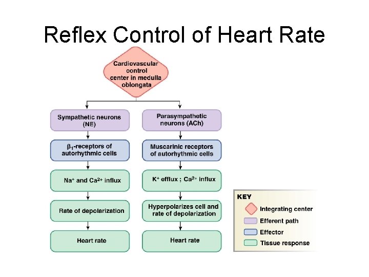 Reflex Control of Heart Rate 