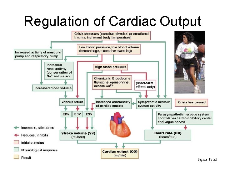 Regulation of Cardiac Output Figure 18. 23 