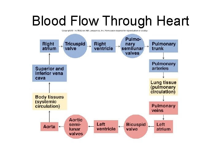 Blood Flow Through Heart 