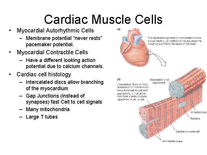 Cardiac Muscle Cells • Myocardial Autorhythmic Cells – Membrane potential “never rests” pacemaker potential.