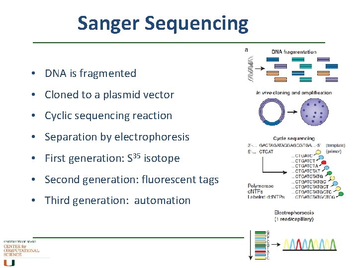 Sanger Sequencing • DNA is fragmented • Cloned to a plasmid vector • Cyclic