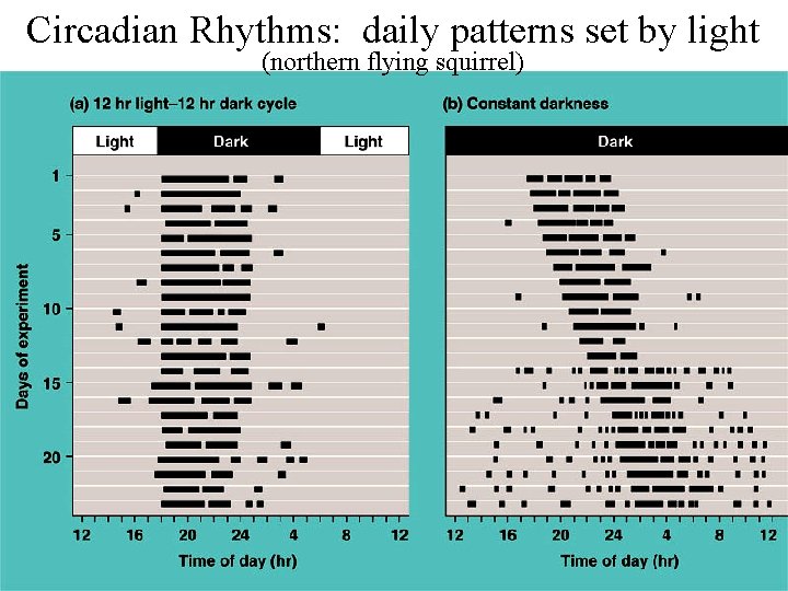 Circadian Rhythms: daily patterns set by light (northern flying squirrel) 