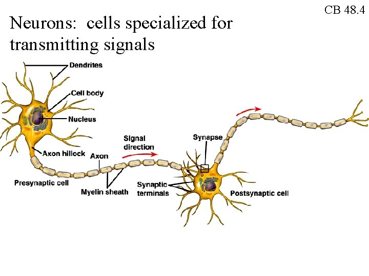 Neurons: cells specialized for transmitting signals CB 48. 4 