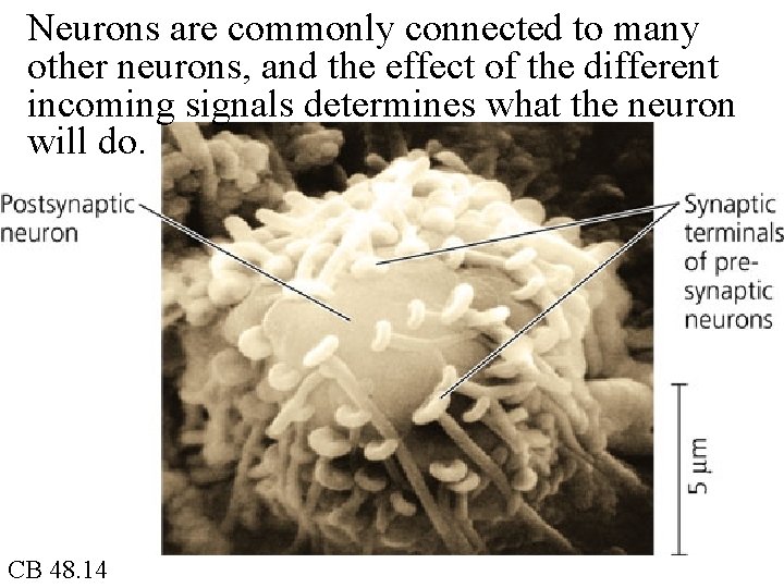 Neurons are commonly connected to many other neurons, and the effect of the different