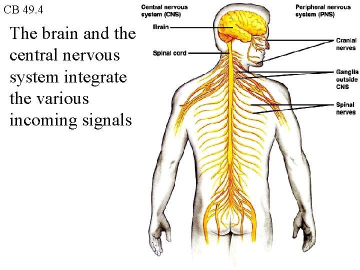 CB 49. 4 The brain and the central nervous system integrate the various incoming