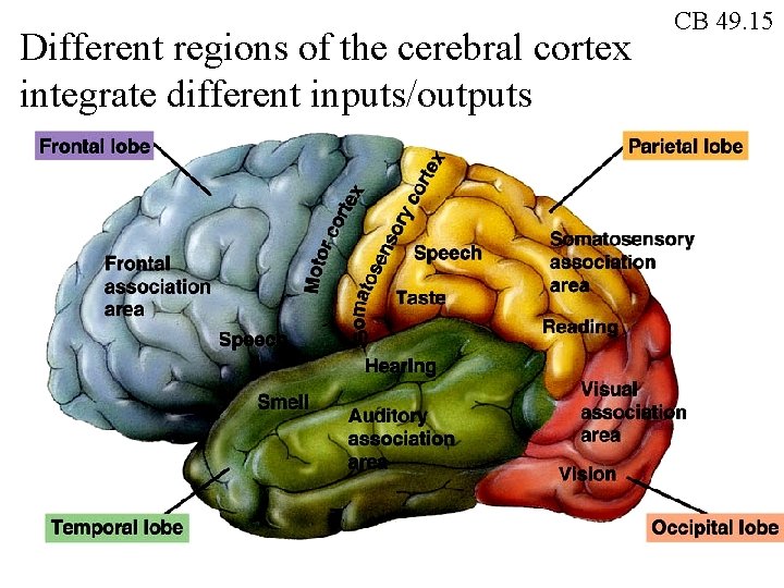 Different regions of the cerebral cortex integrate different inputs/outputs CB 49. 15 