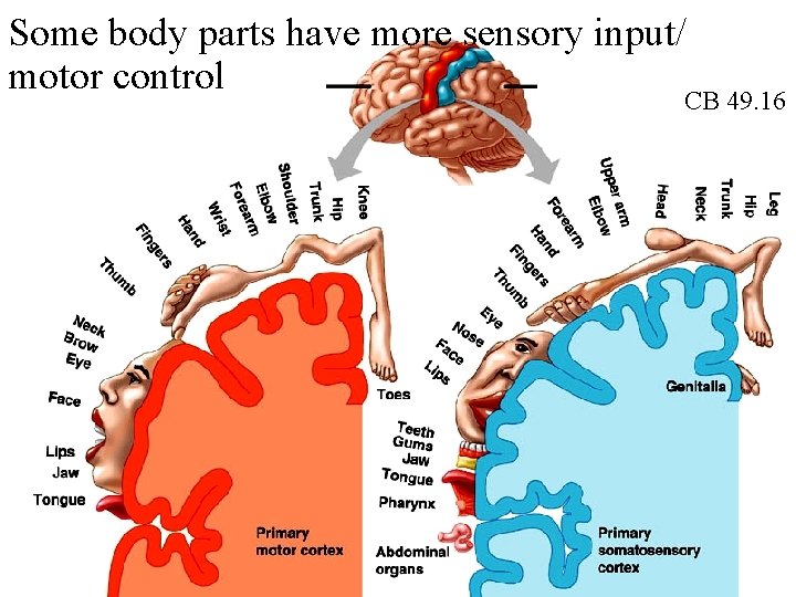 Some body parts have more sensory input/ motor control CB 49. 16 