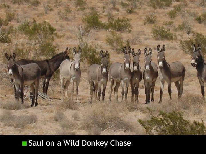 Saul on a Wild Donkey Chase 