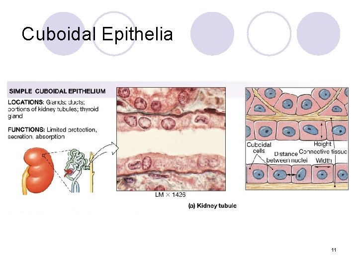 Cuboidal Epithelia 11 