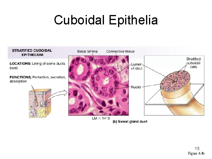 Cuboidal Epithelia 13 Figure 4. 4 b 