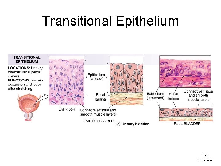 Transitional Epithelium 14 Figure 4. 4 c 