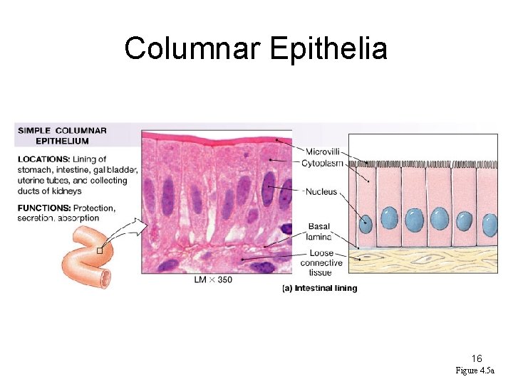 Columnar Epithelia 16 Figure 4. 5 a 