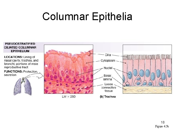 Columnar Epithelia 18 Figure 4. 5 b 