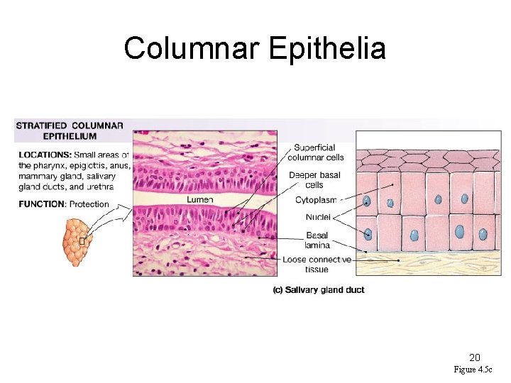 Columnar Epithelia 20 Figure 4. 5 c 