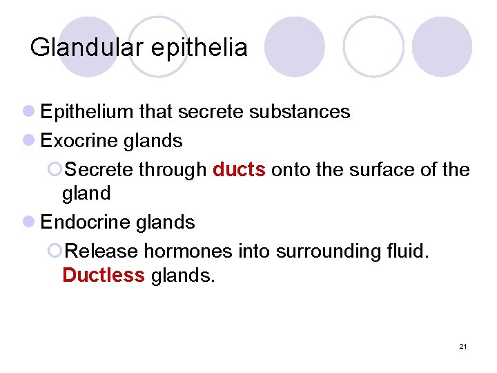 Glandular epithelia l Epithelium that secrete substances l Exocrine glands ¡Secrete through ducts onto