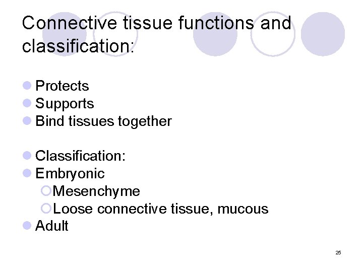 Connective tissue functions and classification: l Protects l Supports l Bind tissues together l