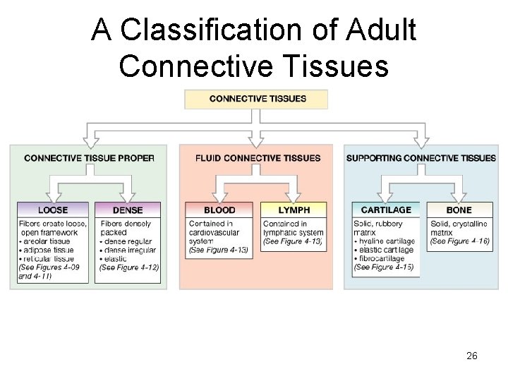 A Classification of Adult Connective Tissues 26 