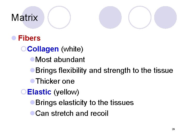 Matrix l Fibers ¡Collagen (white) l. Most abundant l. Brings flexibility and strength to