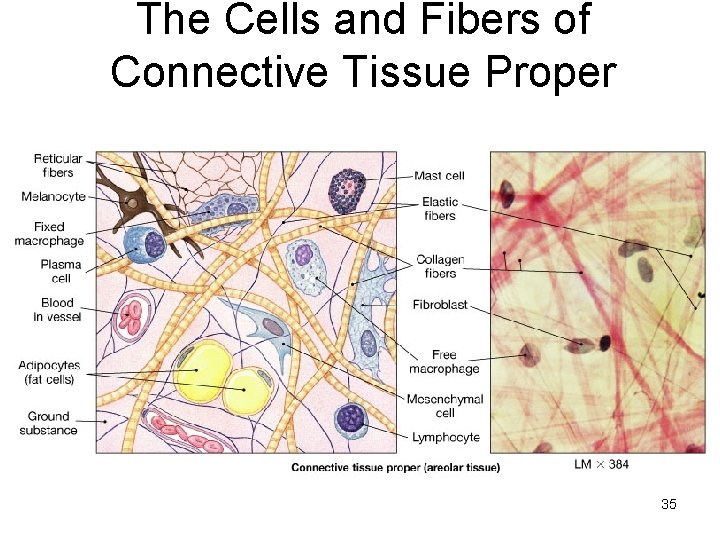 The Cells and Fibers of Connective Tissue Proper 35 