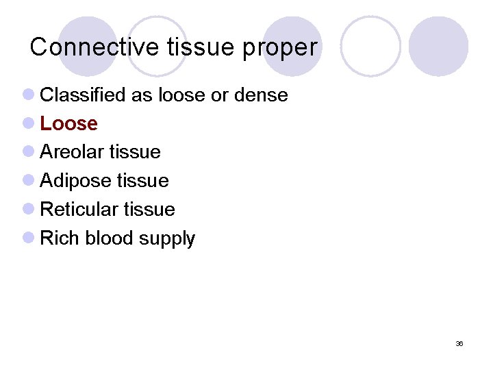 Connective tissue proper l Classified as loose or dense l Loose l Areolar tissue