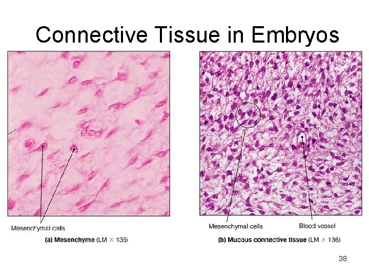 Connective Tissue in Embryos 38 