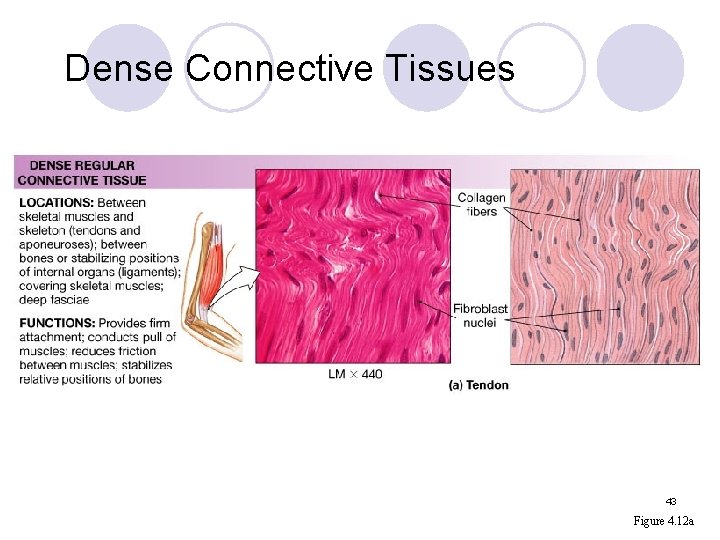 Dense Connective Tissues 43 Figure 4. 12 a 