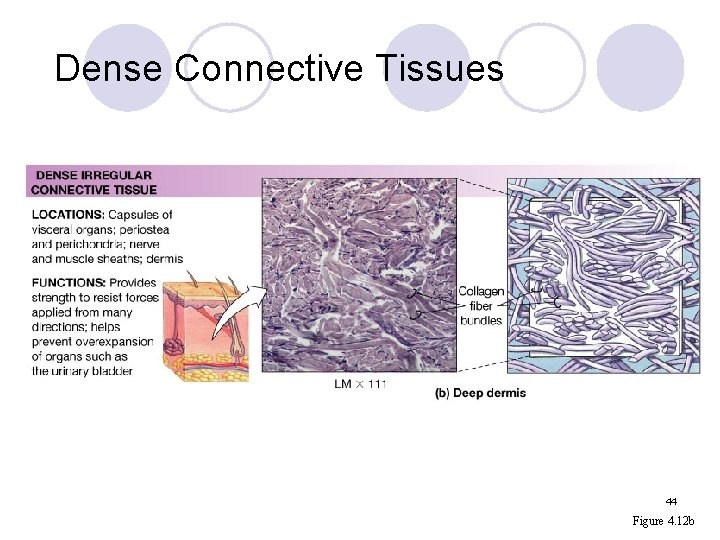 Dense Connective Tissues 44 Figure 4. 12 b 
