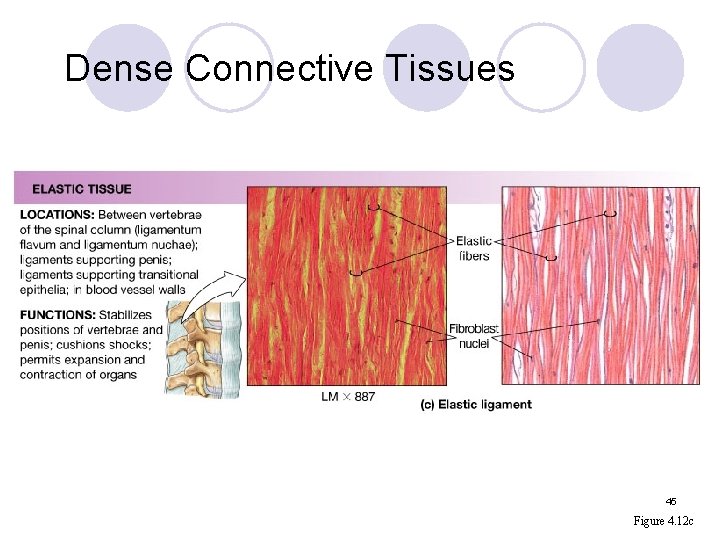 Dense Connective Tissues 45 Figure 4. 12 c 