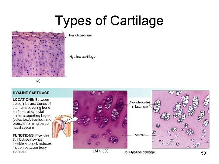 Types of Cartilage 53 