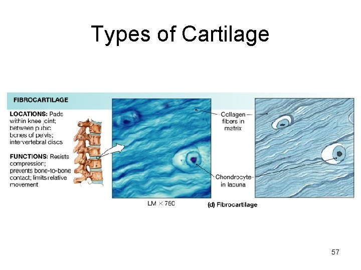 Types of Cartilage 57 