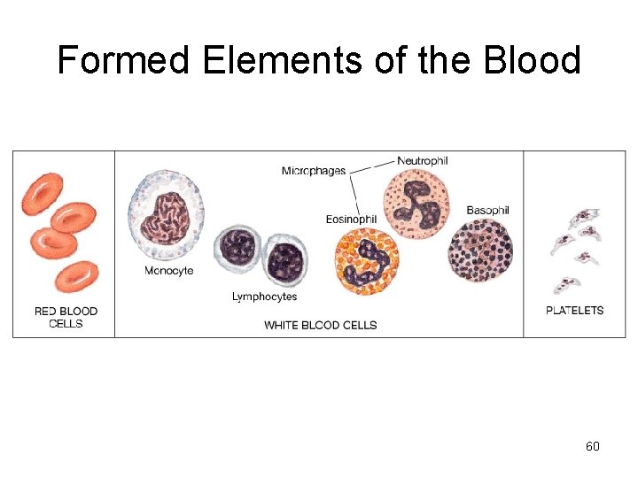 Formed Elements of the Blood 60 