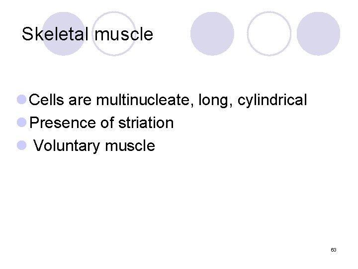 Skeletal muscle l Cells are multinucleate, long, cylindrical l Presence of striation l Voluntary
