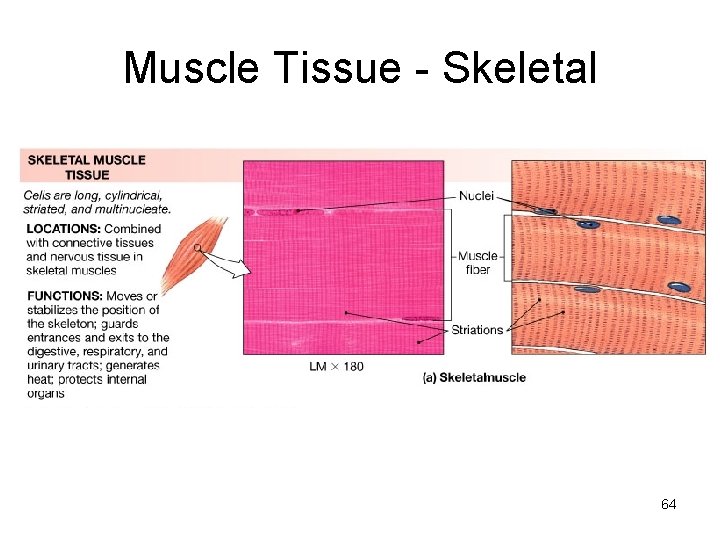 Muscle Tissue - Skeletal 64 