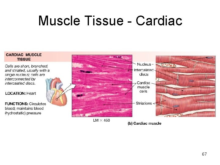 Muscle Tissue - Cardiac 67 