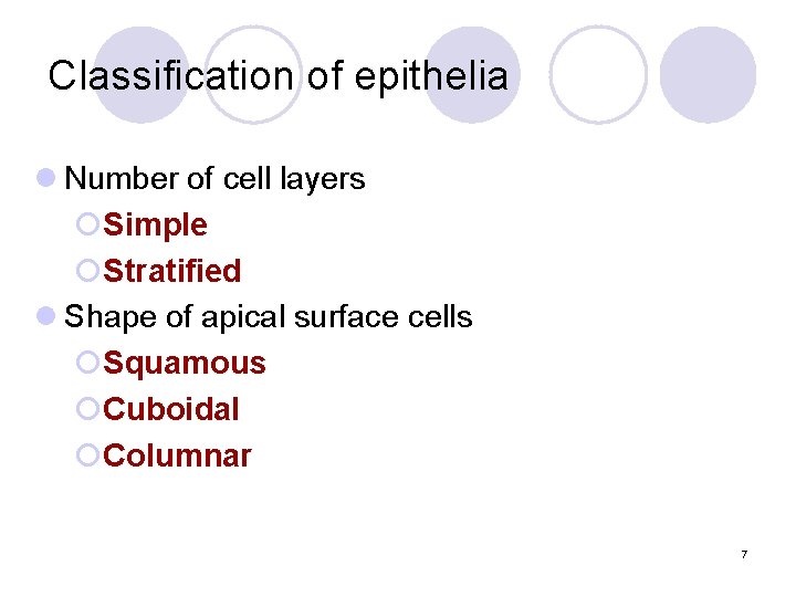 Classification of epithelia l Number of cell layers ¡Simple ¡Stratified l Shape of apical