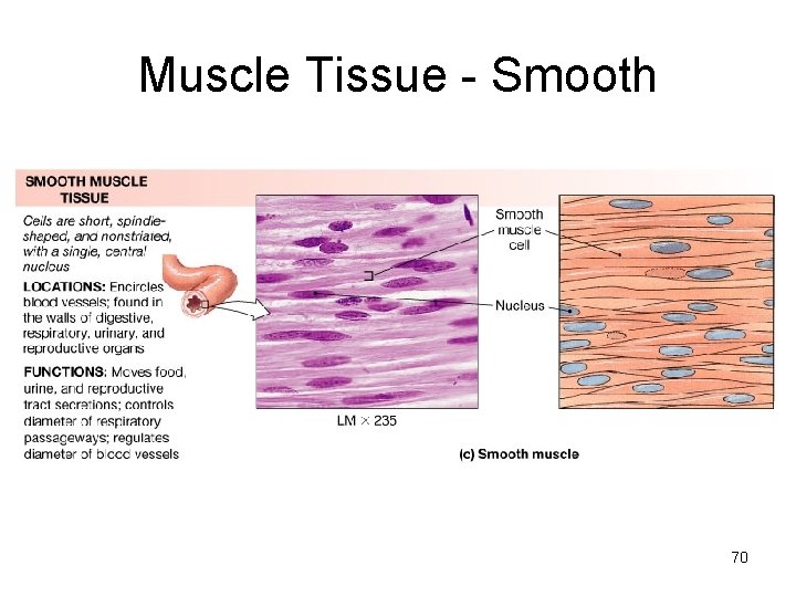 Muscle Tissue - Smooth 70 