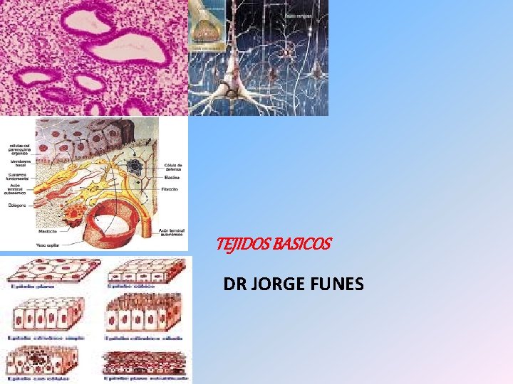 TEJIDOS BASICOS DR JORGE FUNES 